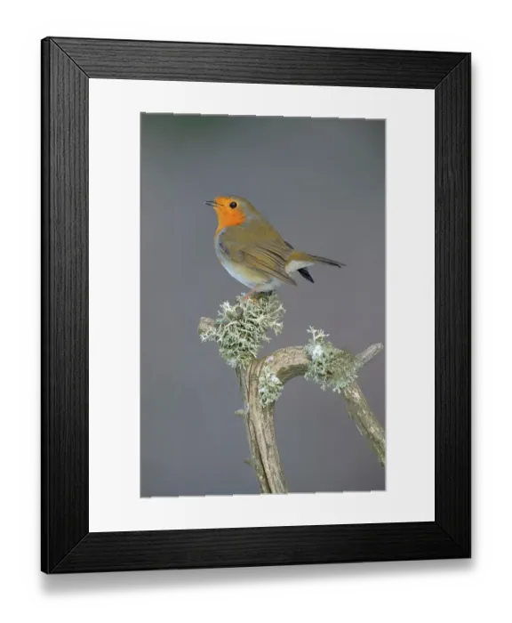 Framed Print : European Robin (Erithacus rubecula) perched on its song post, an old pine branch with lichens, Swabian Alb biosphere reserve, Baden-Wuerttemberg, Germany Framed Print : European Robin (Erithacus rubecula) perched on its song post, an old pine branch with lichens, Swabian Alb biosphere reserve, Baden-Wuerttemberg, Germany