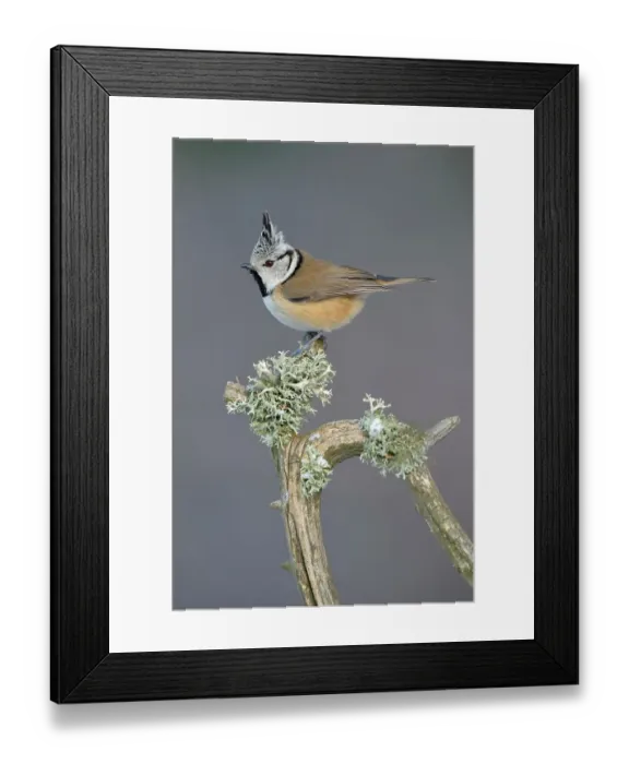 Framed Print : European Crested Tit (Lophophanes cristatus) perched on its song post, an old pine branch with lichens, Swabian Alb biosphere reserve, Baden-Wuerttemberg, Germany Framed Print : European Crested Tit (Lophophanes cristatus) perched on its song post, an old pine branch with lichens, Swabian Alb biosphere reserve, Baden-Wuerttemberg, Germany