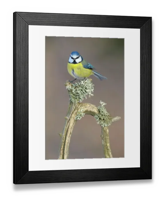 Framed Print : Blue Tit (Cyanistes caeruleus) perched on its song post, an old pine branch with lichens, Swabian Alb biosphere reserve, Baden-Wuerttemberg, Germany Framed Print : Blue Tit (Cyanistes caeruleus) perched on its song post, an old pine branch with lichens, Swabian Alb biosphere reserve, Baden-Wuerttemberg, Germany