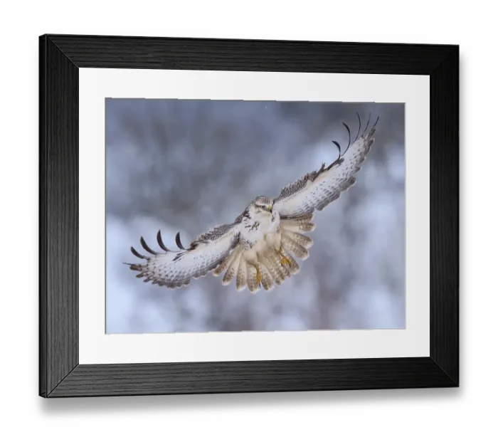 Framed Print : Buzzard (Buteo buteo), white morph, landing approach, light snow flurries, Biosphere Reserve Swabian-Alb, Baden-Wuerttemberg, Germany Framed Print : Buzzard (Buteo buteo), white morph, landing approach, light snow flurries, Biosphere Reserve Swabian-Alb, Baden-Wuerttemberg, Germany