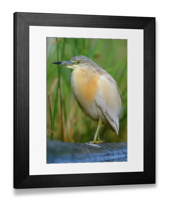 Framed Print : Squacco Heron (Ardeola ralloides), in breeding plumage, perched on a branch lying in the water, Kiskunsag National Park, Southeastern Hungary, Hungary