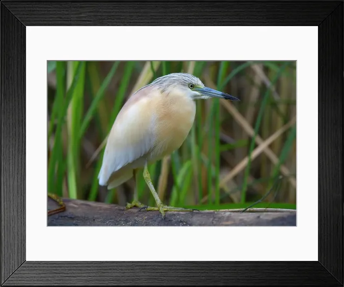 Framed Print : Squacco Heron (Ardeola ralloides), in breeding plumage, perched on tree branch, Kiskunsag National Park, Southeastern Hungary, Hungary Framed Print : Squacco Heron (Ardeola ralloides), in breeding plumage, perched on tree branch, Kiskunsag National Park, Southeastern Hungary, Hungary