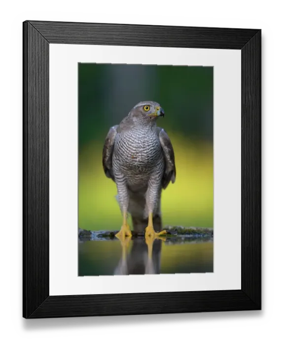 Framed Print : Goshawk (Accipiter gentilis), female at the bird bath, Kiskunsag National Park, Hungary Framed Print : Goshawk (Accipiter gentilis), female at the bird bath, Kiskunsag National Park, Hungary