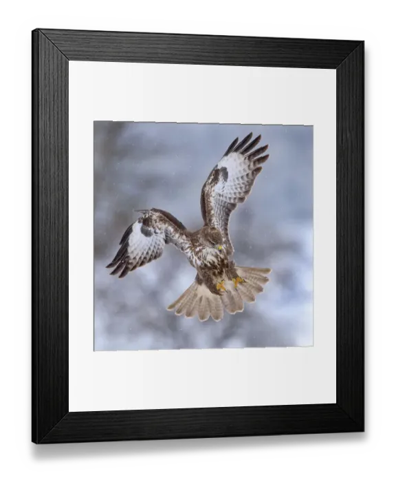 Framed Print : Common buzzard (Buteo buteo) in flight, in heavy snow, biosphere region Swabian Alb, Baden-Wuerttemberg, Germany Framed Print : Common buzzard (Buteo buteo) in flight, in heavy snow, biosphere region Swabian Alb, Baden-Wuerttemberg, Germany