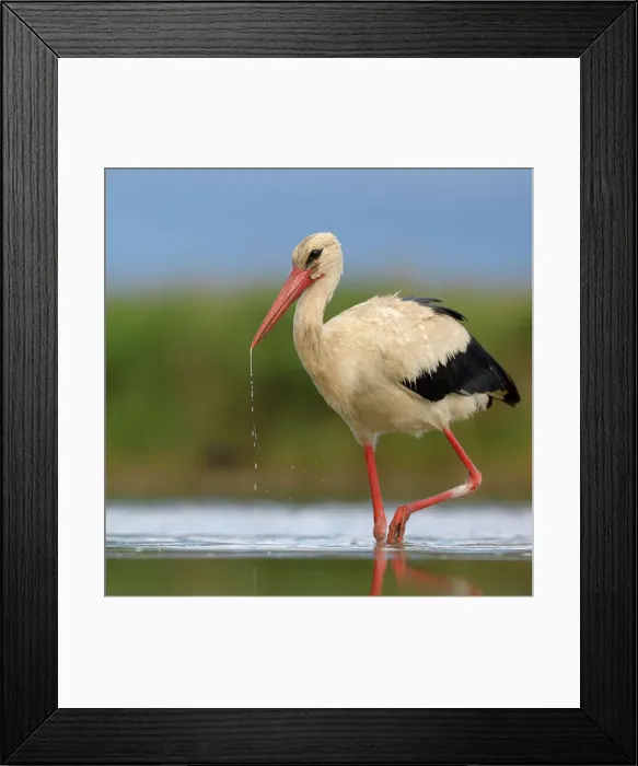 Framed Print : White Stork (Ciconia ciconia) foraging, Kiskunsag National Park, Hungary Framed Print : White Stork (Ciconia ciconia) foraging, Kiskunsag National Park, Hungary