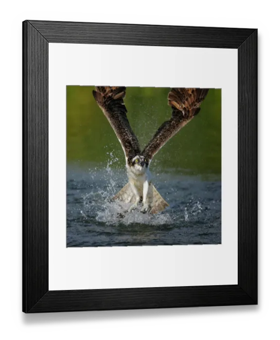 Framed Print : Osprey (Pandion haliaetus) taking flight after an unsuccessful hunt, Pothiolampi, Kangasala, Westfinnland, Finland Framed Print : Osprey (Pandion haliaetus) taking flight after an unsuccessful hunt, Pothiolampi, Kangasala, Westfinnland, Finland