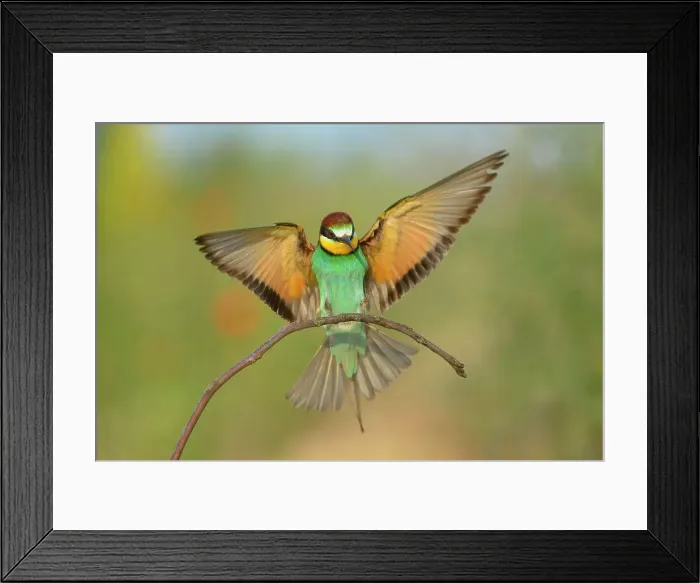 Framed Print : European bee-eater (Merops apiaster), landing on perch, Kiskunsag National Park, Hungary Framed Print : European bee-eater (Merops apiaster), landing on perch, Kiskunsag National Park, Hungary