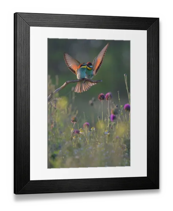 Framed Print : European bee-eaters (Merops apiaster), breeding pair, male approaching perch in flower meadow, Kiskunsag National Park, Hungary Framed Print : European bee-eaters (Merops apiaster), breeding pair, male approaching perch in flower meadow, Kiskunsag National Park, Hungary