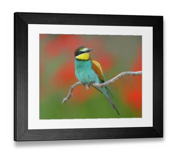 Framed Print : European bee-eater (Merops apiaster), male sitting on perch, poppy meadow, Kiskunsag National Park, Hungary Framed Print : European bee-eater (Merops apiaster), male sitting on perch, poppy meadow, Kiskunsag National Park, Hungary