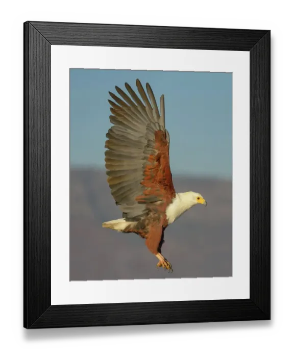 Framed Print : African fish eagle (Haliaeetus vocifer) in flight, Zimanga Private Game Reserve, KwaZulu-Natal, South Africa Framed Print : African fish eagle (Haliaeetus vocifer) in flight, Zimanga Private Game Reserve, KwaZulu-Natal, South Africa