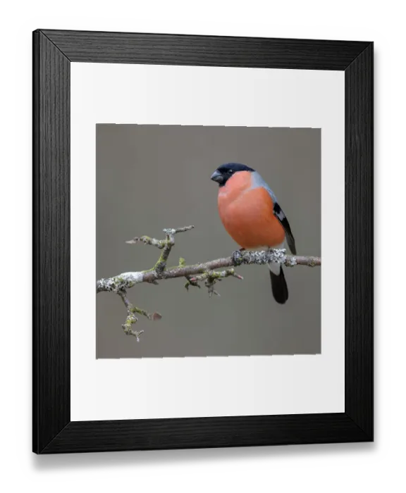Framed Print : Bullfinch (Pyrrhula pyrrhula), male sitting on branch, Biosphere Reserve Swabian Alb, Baden-Wuerttemberg, Germany Framed Print : Bullfinch (Pyrrhula pyrrhula), male sitting on branch, Biosphere Reserve Swabian Alb, Baden-Wuerttemberg, Germany