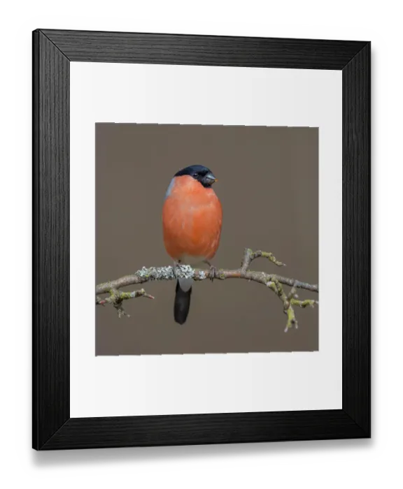 Framed Print : Bullfinch (Pyrrhula pyrrhula), male sitting on branch, Biosphere Reserve Swabian Alb, Baden-Wuerttemberg, Germany Framed Print : Bullfinch (Pyrrhula pyrrhula), male sitting on branch, Biosphere Reserve Swabian Alb, Baden-Wuerttemberg, Germany