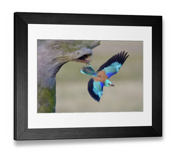 Framed Print : European roller -Coracias garrulus- departing from its nist cave, Kiskunsag National Park, Hungary Framed Print : European roller -Coracias garrulus- departing from its nist cave, Kiskunsag National Park, Hungary
