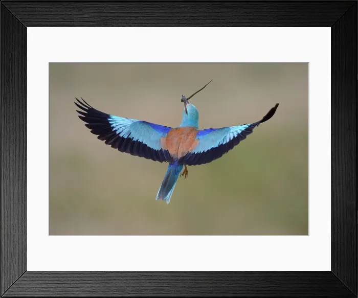 Framed Print : European roller -Coracias garrulus- in flight with prey, grass snake -Natrix natrix-, Kiskunsag National Park, Hungary Framed Print : European roller -Coracias garrulus- in flight with prey, grass snake -Natrix natrix-, Kiskunsag National Park, Hungary
