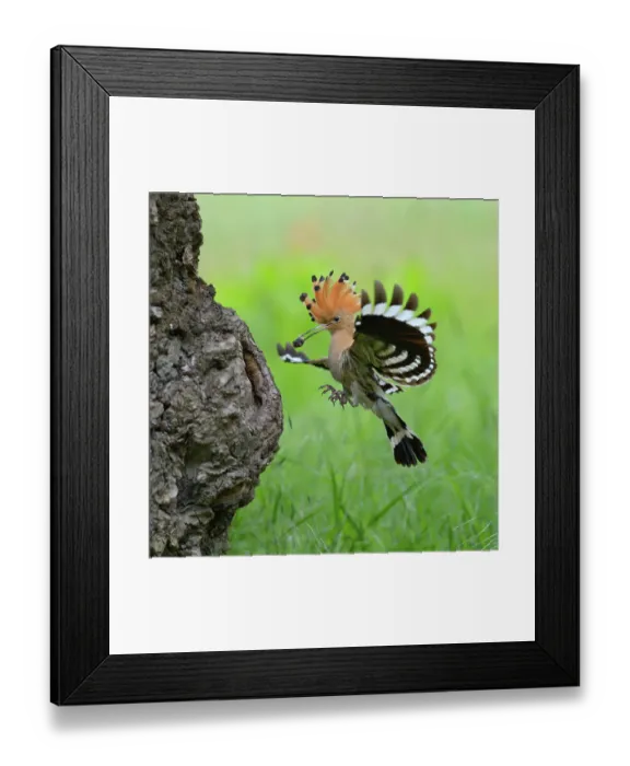 Framed Print : Hoopoe -Upupa epops-, adult with prey approaching its nest cavity, Kiskunsag National Park, Hungary Framed Print : Hoopoe -Upupa epops-, adult with prey approaching its nest cavity, Kiskunsag National Park, Hungary