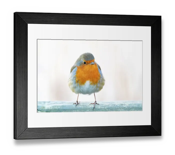Framed Print : The Grumpy Robin Redbreast Framed Print : The Grumpy Robin Redbreast