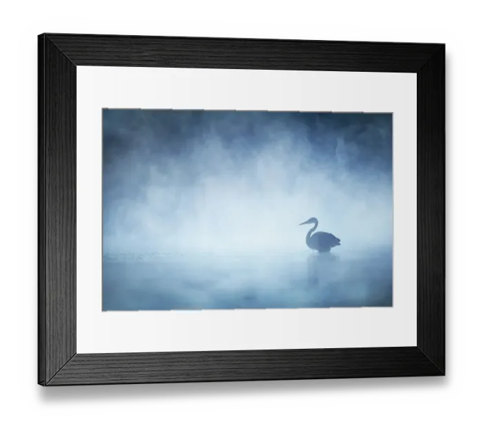 Framed Print : Beautiful Mysterious Great Blue Heron on Blue Misty Morning on Pond in Pennsylvania Framed Print : Beautiful Mysterious Great Blue Heron on Blue Misty Morning on Pond in Pennsylvania