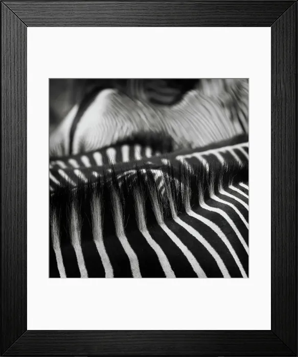 Framed Print : Beautiful Art of Grevy's Zebra Stripes and Manes at Samburu National Park Framed Print : Beautiful Art of Grevy's Zebra Stripes and Manes at Samburu National Park