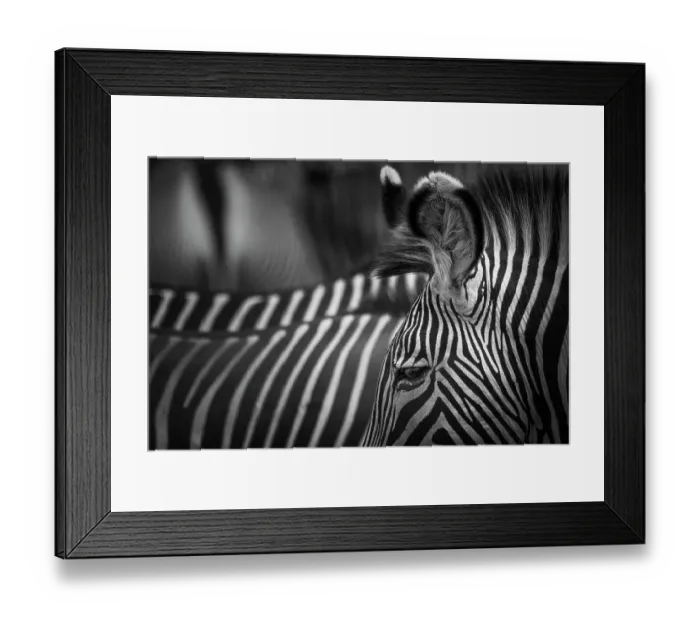 Framed Print : Zebra Ears, Eyes, Rear and Stripes of Grevy's Zebra Framed Print : Zebra Ears, Eyes, Rear and Stripes of Grevy's Zebra