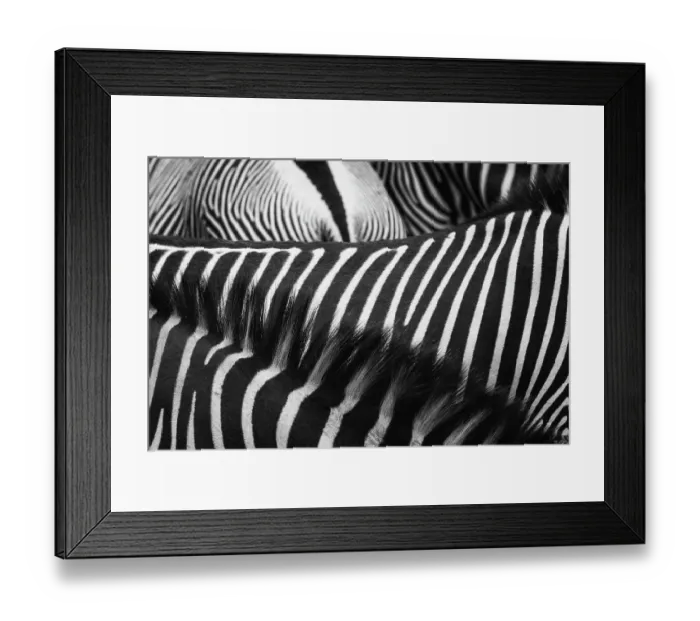 Framed Print : Beautiful Art of Grevy's Zebra Stripes and Manes at Samburu National Park Framed Print : Beautiful Art of Grevy's Zebra Stripes and Manes at Samburu National Park