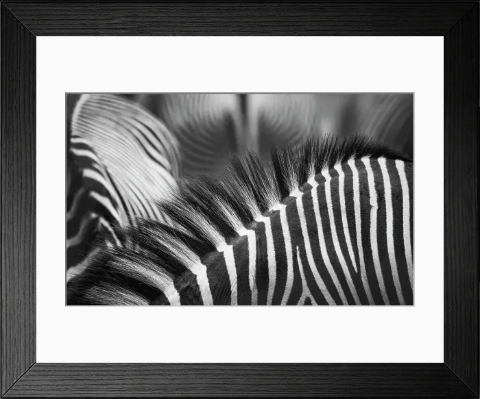 Framed Print : Beautiful Pattern of Zebra Stripes and Manes in Black and White Framed Print : Beautiful Pattern of Zebra Stripes and Manes in Black and White