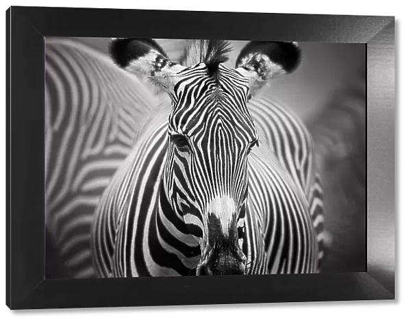 Art of Zebra Stripes