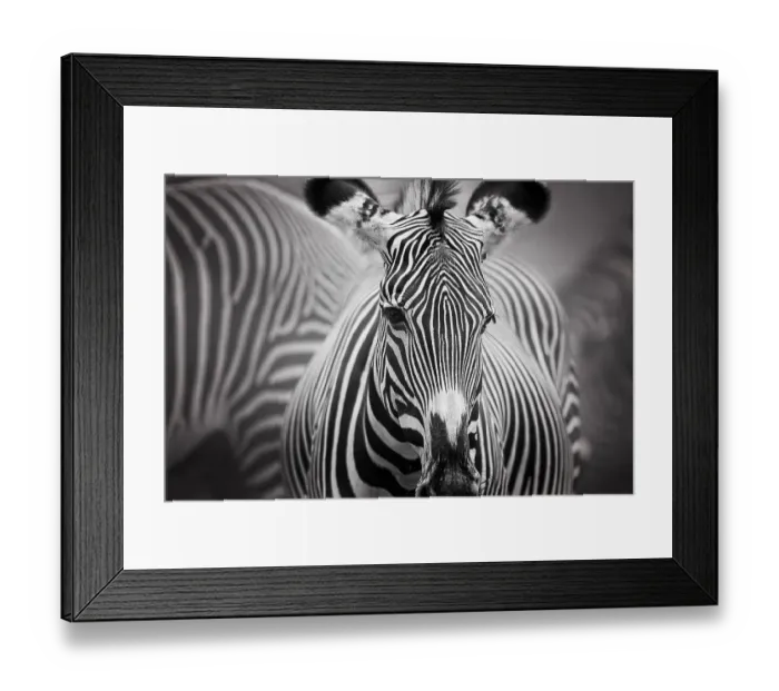 Framed Print : Art of Zebra Stripes Framed Print : Art of Zebra Stripes