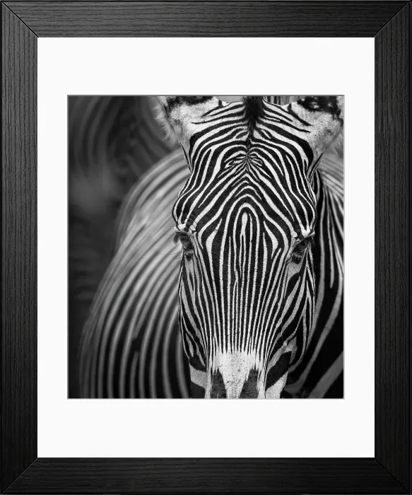 Framed Print : Beautiful Close Up of Grevy's Zebra Looking at Camera Framed Print : Beautiful Close Up of Grevy's Zebra Looking at Camera