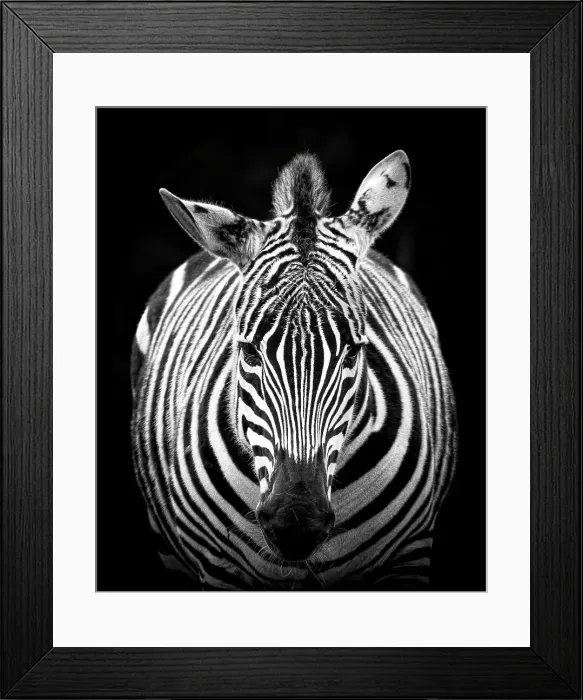 Framed Print : Looking at zebra Framed Print : Looking at zebra