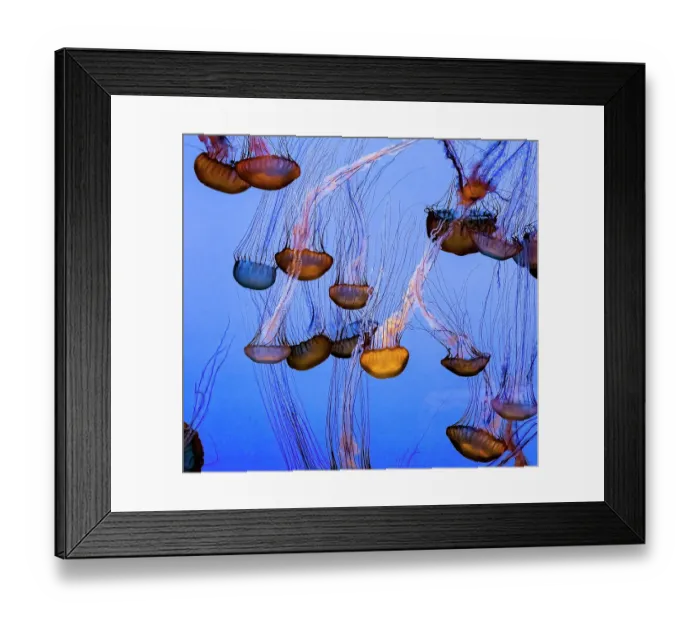 Framed Print : Floating Jellyfish