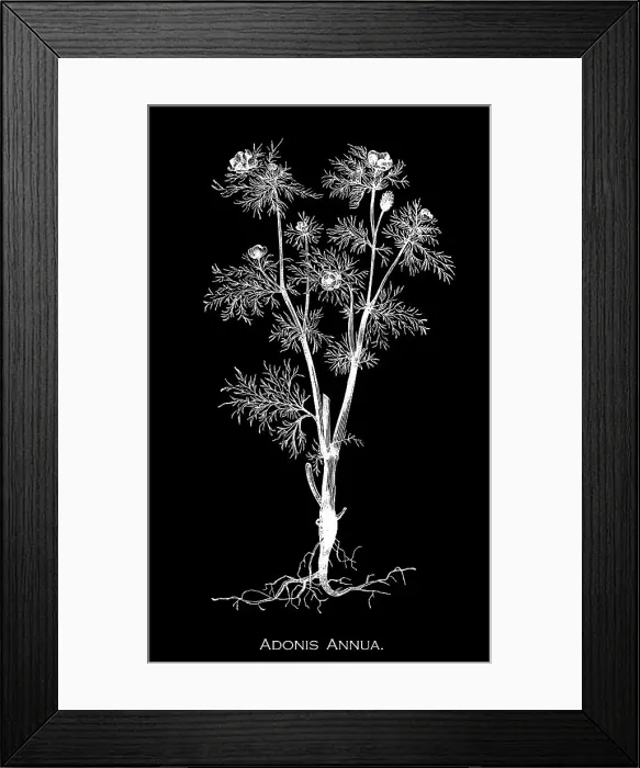 Framed Print : Old engraved illustration of Botany, pheasant's-eye, Adonis flower, autumn Adonis, autumn pheasant's-eye, blooddrops, red chamomile, red Morocco, rose-a-ruby, and soldiers-in-green (Adonis annua) an ornamental plant of the family Ranunculaceae Framed Print : Old engraved illustration of Botany, pheasant's-eye, Adonis flower, autumn Adonis, autumn pheasant's-eye, blooddrops, red chamomile, red Morocco, rose-a-ruby, and soldiers-in-green (Adonis annua) an ornamental plant of the family Ranunculaceae