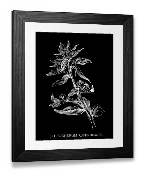 Framed Print : Old engraved illustration of Botany, common gromwell or European stoneseed (Lithospermum officinale) a flowering plant species in the family Boraginaceae Framed Print : Old engraved illustration of Botany, common gromwell or European stoneseed (Lithospermum officinale) a flowering plant species in the family Boraginaceae