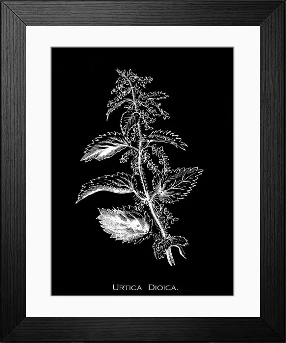 Framed Print : Old engraved illustration of Botany, a common nettle (Urtica dioica)