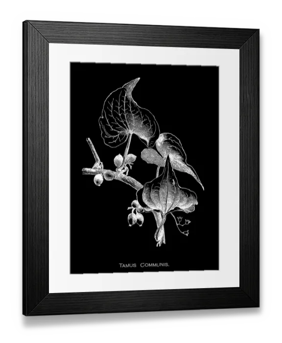 Framed Print : Old engraved illustration of Botany, black bryony, lady's-seal or black bindweed (Dioscorea communis or Tamus communis) a species of flowering plant in the yam family Dioscoreaceae Framed Print : Old engraved illustration of Botany, black bryony, lady's-seal or black bindweed (Dioscorea communis or Tamus communis) a species of flowering plant in the yam family Dioscoreaceae