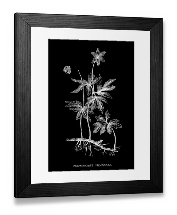 Framed Print : Old engraved illustration of Botany, wood anemone, windflower, European thimbleweed or smell fox (Anemonoides nemorosa) an early-spring flowering plant in the buttercup family Ranunculaceae Framed Print : Old engraved illustration of Botany, wood anemone, windflower, European thimbleweed or smell fox (Anemonoides nemorosa) an early-spring flowering plant in the buttercup family Ranunculaceae