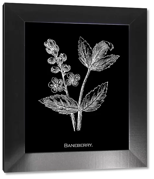Old engraved illustration of Botany, baneberry, bugbane and cohosh (Actaea) a genus of flowering plants of the family Ranunculaceae
