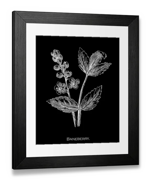 Framed Print : Old engraved illustration of Botany, baneberry, bugbane and cohosh (Actaea) a genus of flowering plants of the family Ranunculaceae Framed Print : Old engraved illustration of Botany, baneberry, bugbane and cohosh (Actaea) a genus of flowering plants of the family Ranunculaceae