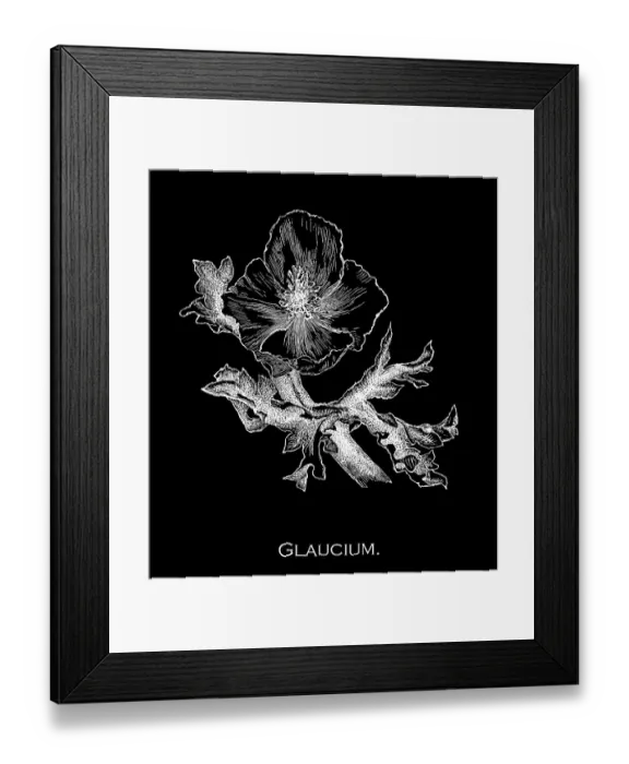 Framed Print : Old engraved illustration of Botany, the blackspot hornpoppy or red horned-poppy (Glaucium corniculatum) Framed Print : Old engraved illustration of Botany, the blackspot hornpoppy or red horned-poppy (Glaucium corniculatum)