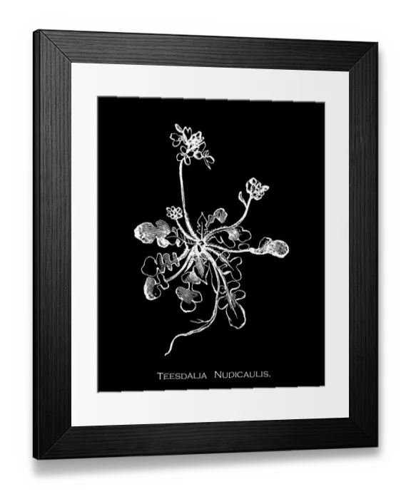 Framed Print : Old engraved illustration of Botany, shepherd's cress (Teesdalia nudicaulis) a small asymmetrical flowers with the outer white petals larger than the inner, and compressed spoon-shaped fruits Framed Print : Old engraved illustration of Botany, shepherd's cress (Teesdalia nudicaulis) a small asymmetrical flowers with the outer white petals larger than the inner, and compressed spoon-shaped fruits