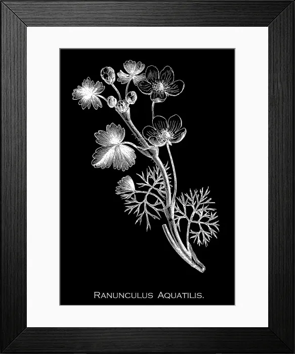 Framed Print : Old engraved illustration of Botany, the common water-crowfoot or white water-crowfoot (Ranunculus aquatilis) a plant species of the genus Ranunculus, native throughout most of Europe, western North America, and northwest Africa