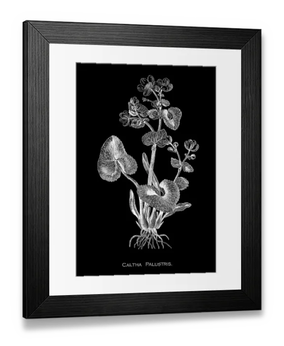 Framed Print : Old engraved illustration of Botany, marsh-marigold or kingcup (Caltha palustris) a small to medium size perennial herbaceous plant of the buttercup family, native to marshes, fens Framed Print : Old engraved illustration of Botany, marsh-marigold or kingcup (Caltha palustris) a small to medium size perennial herbaceous plant of the buttercup family, native to marshes, fens