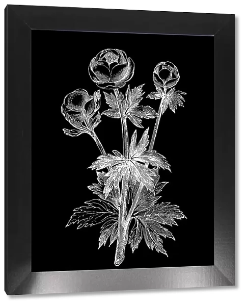 Old engraved illustration of Botany, globeflower (Trollius europaeus) - a perennial flowering plant of the family Ranunculaceae