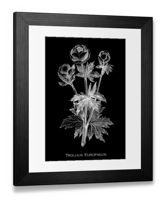 Framed Print : Old engraved illustration of Botany, globeflower (Trollius europaeus) - a perennial flowering plant of the family Ranunculaceae