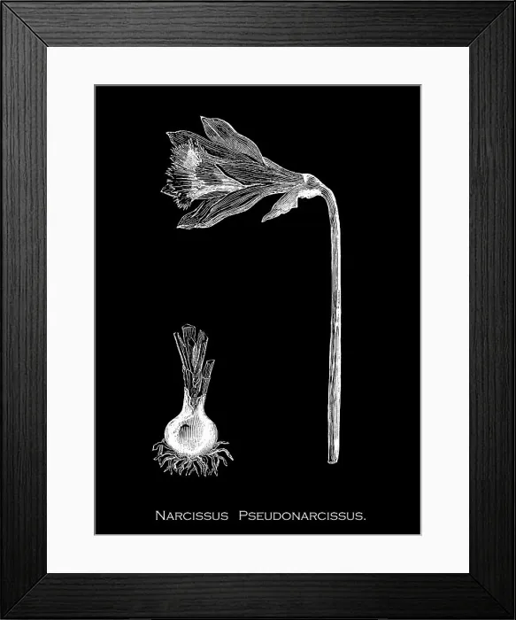 Framed Print : Old engraved illustration of Botany, Wild daffodil or Lent lily (Narcissus pseudonarcissus) a perennial flowering plant Framed Print : Old engraved illustration of Botany, Wild daffodil or Lent lily (Narcissus pseudonarcissus) a perennial flowering plant