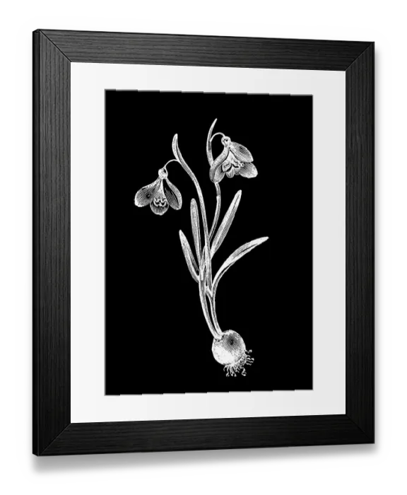 Framed Print : Old engraved illustration of the snowdrop or common snowdrop (Galanthus nivalis) Framed Print : Old engraved illustration of the snowdrop or common snowdrop (Galanthus nivalis)