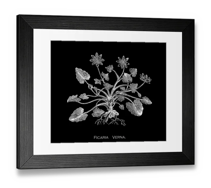 Framed Print : Old engraved illustration of Botany, lesser celandine or pilewort (Ficaria verna or Ranunculus ficaria L.) a low-growing, hairless perennial flowering plant in the buttercup family Ranunculaceae Framed Print : Old engraved illustration of Botany, lesser celandine or pilewort (Ficaria verna or Ranunculus ficaria L.) a low-growing, hairless perennial flowering plant in the buttercup family Ranunculaceae