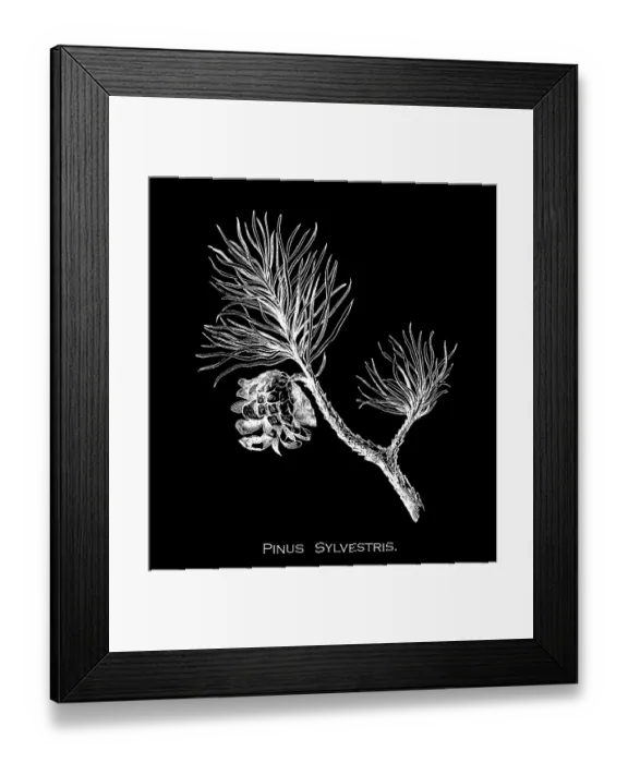 Framed Print : Old engraved illustration of Botany, the Scots pine, Scotch pine or Baltic pine (Pinus sylvestris) Framed Print : Old engraved illustration of Botany, the Scots pine, Scotch pine or Baltic pine (Pinus sylvestris)