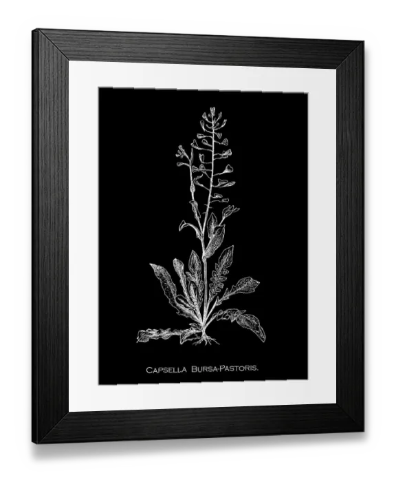 Framed Print : Old engraved illustration of Botany, shepherd's purse (Capsella bursa-pastoris) triangular flat fruits, which are purse-like, is a small annual and ruderal flowering plant in the mustard family (Brassicaceae) Framed Print : Old engraved illustration of Botany, shepherd's purse (Capsella bursa-pastoris) triangular flat fruits, which are purse-like, is a small annual and ruderal flowering plant in the mustard family (Brassicaceae)