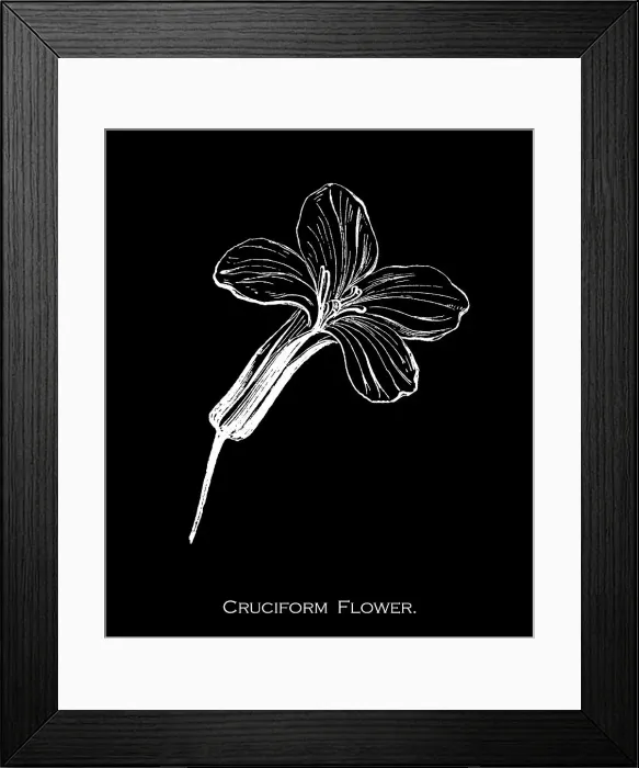 Framed Print : Old engraved illustration of Botany, cruciform flowers have four petals, and are cross-like and have actinomorphic symmetry Framed Print : Old engraved illustration of Botany, cruciform flowers have four petals, and are cross-like and have actinomorphic symmetry