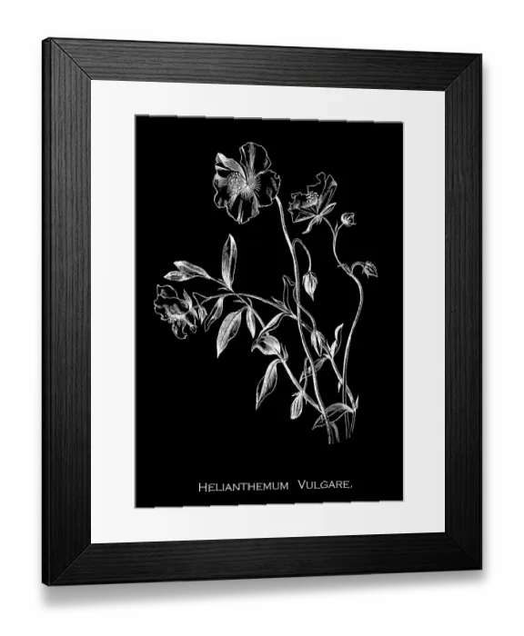 Framed Print : Old engraved illustration of Botany, rock-rose (Helianthemum nummularium) a species of rock-rose (Cistaceae), native to most of Europe Framed Print : Old engraved illustration of Botany, rock-rose (Helianthemum nummularium) a species of rock-rose (Cistaceae), native to most of Europe
